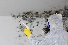 Best Mold Prevention Services  in Shady Hollow, TX